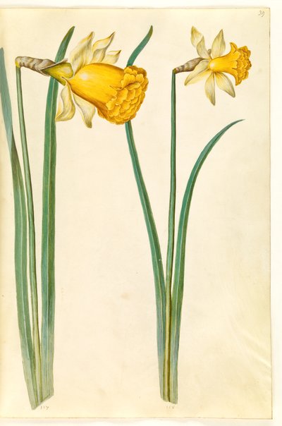 水仙花 作者 玛丽亚·西比拉·梅里安