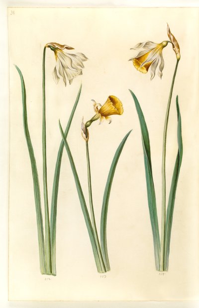 Narcissus pseudonarcissus moschatus (moskus-narcissus); Narcissus bulbocodium (krinoline-narcissus); Narcissus pseudonarcissus (påskelilje) 作者 玛丽亚·西比拉·梅里安