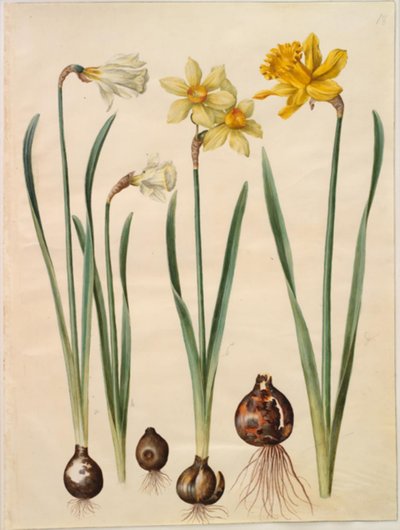 Narcissus pseudonarcissus moschatus (moskus-narcis); Narcissus ×medioluteus (toblomstret narcis); Narcissus pseudonarcissus major (stor påskelilje) 作者 玛丽亚·西比拉·梅里安
