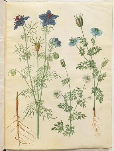 Nigella hispanica (devil in the bush); Nigella sativa (blackbird) 作者 玛丽亚·西比拉·梅里安