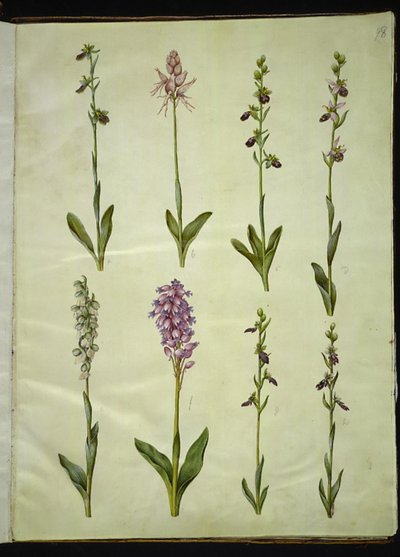 Ophrys apifera 或 Ophrys sphegodes（蜜蜂琼花或早期苍蝇琼花）；"Orchis simia"（幻想花）；Ophrys apifera（蜜蜂苍蝇琼花）；Orchis（杜鹃花）；Orchis militaris（骑士杜鹃花）；Ophrys insectifera（普通苍蝇琼花） 作者 玛丽亚·西比拉·梅里安