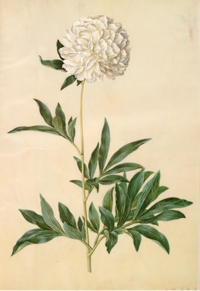 芍药 作者 玛丽亚·西比拉·梅里安