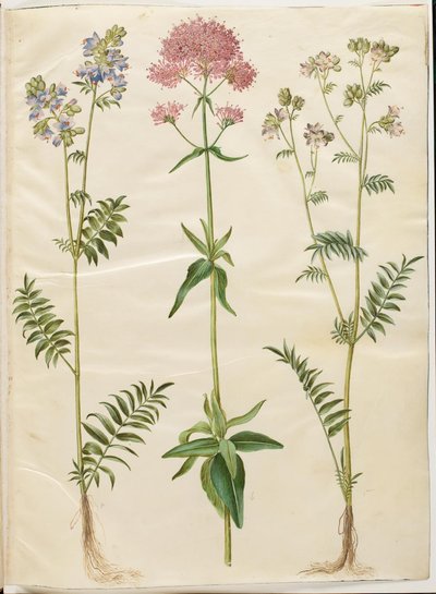 Polemonium caeruleum（普通雅各布梯）； Centranthus ruber（红刺玫） 作者 玛丽亚·西比拉·梅里安