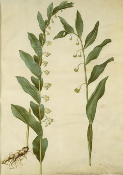多花何首乌（大瘳）；臭何首乌（角瘳） 作者 玛丽亚·西比拉·梅里安