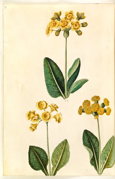 Primula ×polyantha (?); Primula veris (?) 作者 玛丽亚·西比拉·梅里安