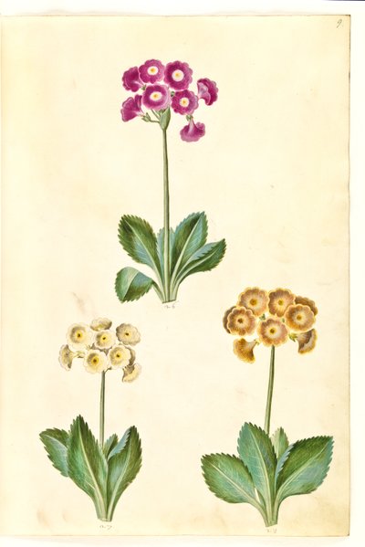Primula ×pubescens（花园康乃馨） 作者 玛丽亚·西比拉·梅里安
