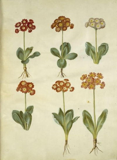 Primula ×pubescens（花园康乃馨） 作者 玛丽亚·西比拉·梅里安