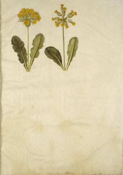 报春花（空心领报春花的杂交种）；报春花（空心领报春花） 作者 玛丽亚·西比拉·梅里安