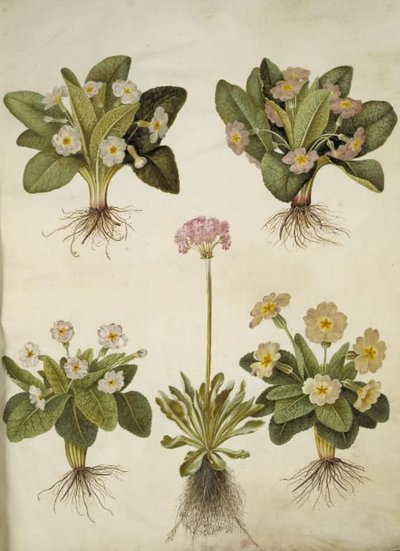 报春花（大花报春花的杂交种）；报春花（蚧壳类报春花） 作者 玛丽亚·西比拉·梅里安