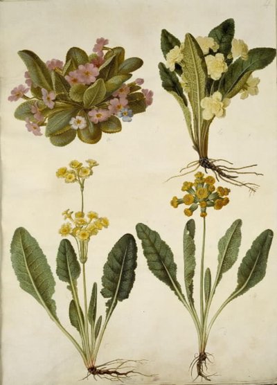 报春花（嘉年华报春花）；报春花（大花报春花杂交种）；报春花（空心领报春花杂交种） 作者 玛丽亚·西比拉·梅里安