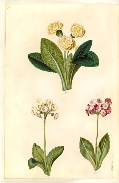 Primula vulgaris（大花报春花）； Primula ×pubescens（花园报春花） 作者 玛丽亚·西比拉·梅里安
