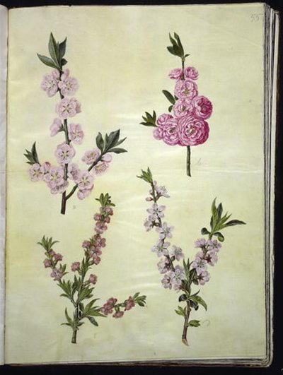 Prunus dulcis（杏仁）； Prunus persica（桃子） 作者 玛丽亚·西比拉·梅里安