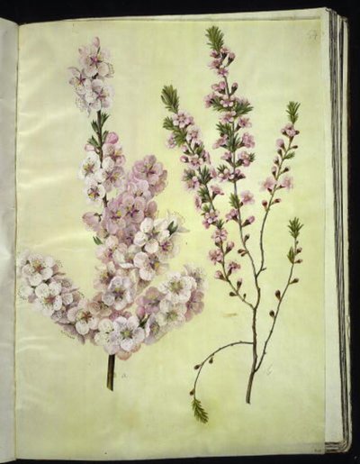 Prunus dulcis (almond); Prunus tenella (dwarf almond) 作者 玛丽亚·西比拉·梅里安