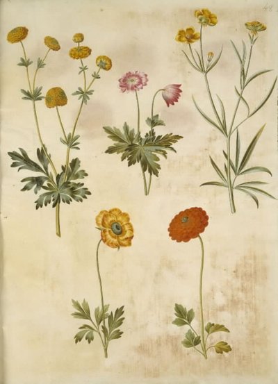 Ranunculus acris (guldknap-ranunculus); Anemone nemorosa (hvid anemone); Ranunculus illyricus (steppe-ranunculus); Ranunculus asiaticus (have-ranunculus) 作者 玛丽亚·西比拉·梅里安