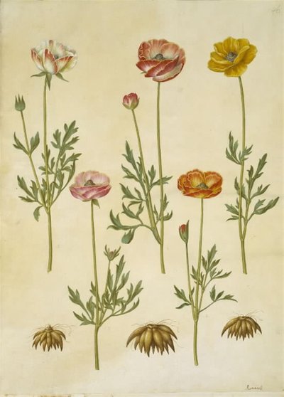 Ranunculus asiaticus (have-ranculus) 作者 玛丽亚·西比拉·梅里安