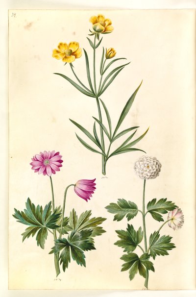 Ranunculus illyricus（草原小牡丹）；Anemone nemorosa（海葵） 作者 玛丽亚·西比拉·梅里安