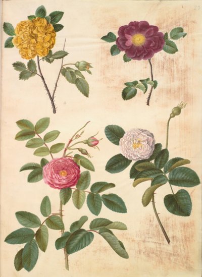 Rosa hemisphaerica (svovlgul rose); Rosa gallica (fløjls-rose); Rosa ×damascena (damascener-rose) 作者 玛丽亚·西比拉·梅里安