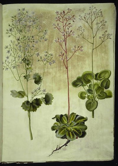 圆叶虎耳草（Saxifraga rotundifolia）；阴影虎耳草（Saxifraga umbrosa）；瓷器花（Saxifraga geum） 作者 玛丽亚·西比拉·梅里安