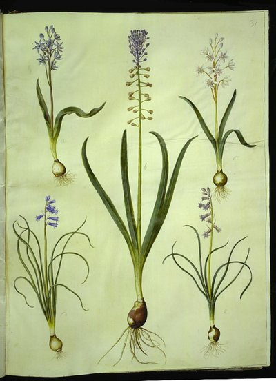 Scilla bifolia（双叶紫苏）；Muscari comosum（流苏风信子）；Brimeura amethystina（比利牛斯风信子） 作者 玛丽亚·西比拉·梅里安