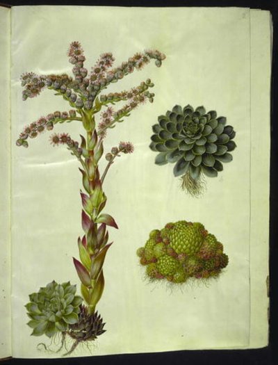 Sempervivum tectorum（普通洋葱）；Sempervivum montanum（山地洋葱） 作者 玛丽亚·西比拉·梅里安