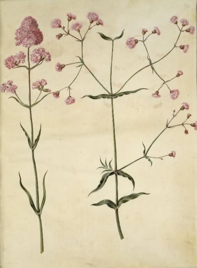 Silene viscaria（普通焦油康乃馨）；Silene（树冠） 作者 玛丽亚·西比拉·梅里安
