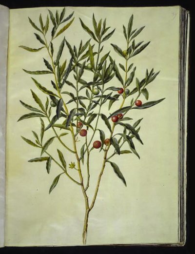 耶路撒冷醋栗（Solanum pseudocapsicum） 作者 玛丽亚·西比拉·梅里安