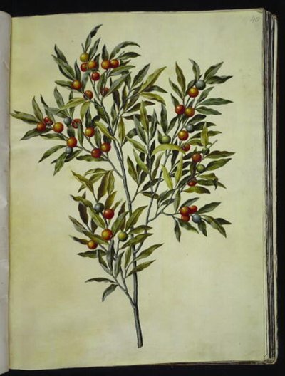 耶路撒冷醋栗（Solanum pseudocapsicum） 作者 玛丽亚·西比拉·梅里安
