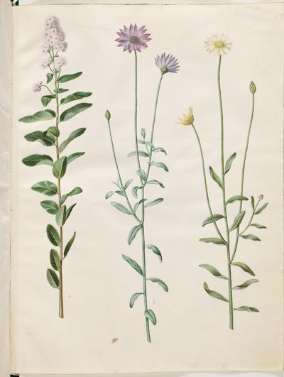 柳叶刺桐（Spiraea salicifolia）；蓝响尾蛇花（Catananche caerulea） 作者 玛丽亚·西比拉·梅里安