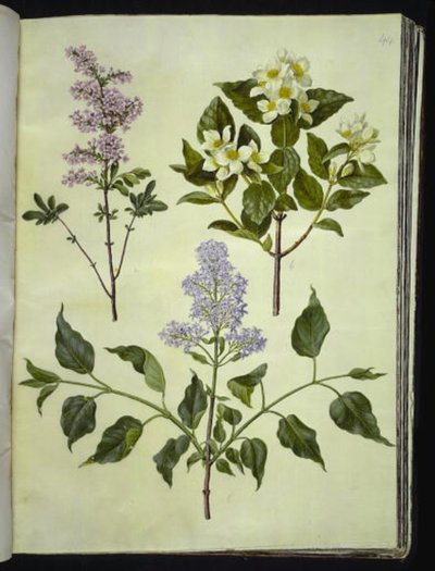 Syringa ×persica (Persian lilac); Philadelphus coronarius (sweet-smelling pipewood); Syringa vulgaris (common lilac) 作者 玛丽亚·西比拉·梅里安