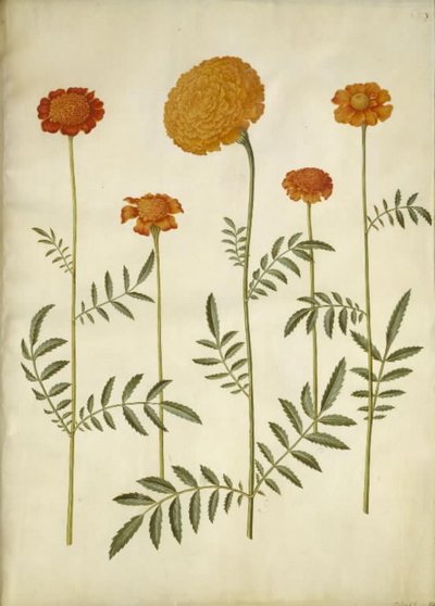 Tagetes patula（平展绒花）； Tagetes erecta（直立绒花） 作者 玛丽亚·西比拉·梅里安