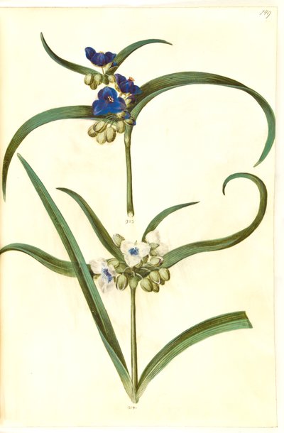 Tradescantia virginiana or Tradescantia ohiensis (?)（花蜥蜴） 作者 玛丽亚·西比拉·梅里安