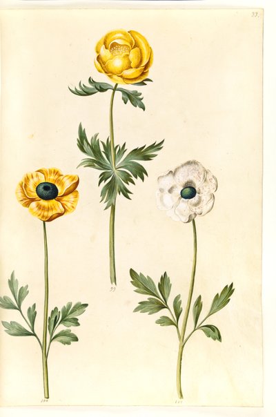 Trollius europaeus（欧洲草梅）；Ranunculus asiaticus（花园毛茛） 作者 玛丽亚·西比拉·梅里安