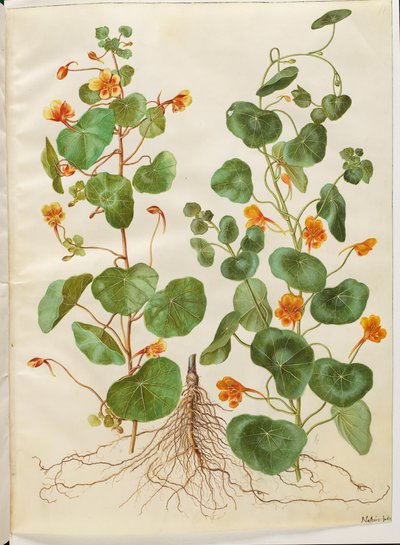 小花芹 作者 玛丽亚·西比拉·梅里安