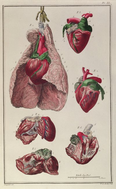 马的内部器官，来自&39;Cours d&39;Hippiatrique ou Trat Complet des Medecine des Chevaux&39;by Philippe-Etienne Lafosse（1738-1820），由FA Aveline刻，1772年 作者 哈吉尼尔