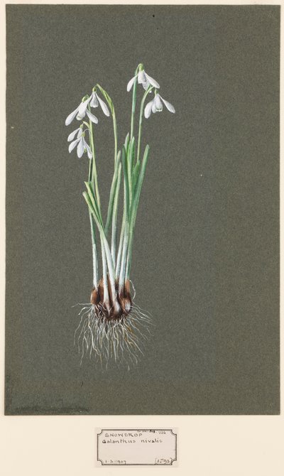 Galanthus nivalis L. Snowdrop，约1903-1915。 作者 哈罗德·德克沃特