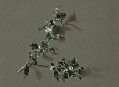 Ilex aquifolium L. Common Holly, 约1870-1920。 作者 哈罗德·德克沃特