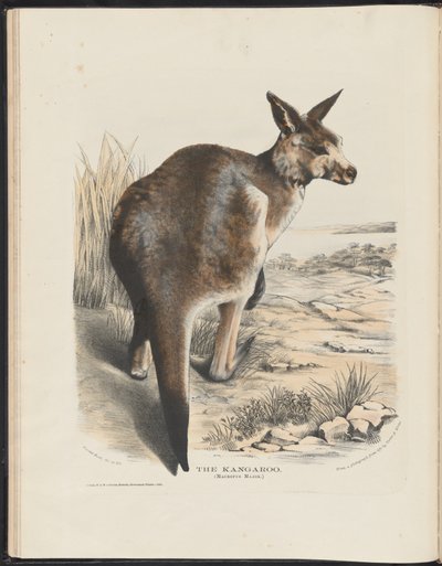 澳大利亚哺乳动物（Krefft）Nla.obj-33627803-11 The Kangaroo 作者 哈里特·摩根（Harriet Morgan）