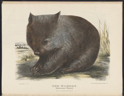 澳大利亚哺乳动物（Krefft）Nla.obj-33627803-6 The Wombat 作者 哈里特·摩根（Harriet Morgan）