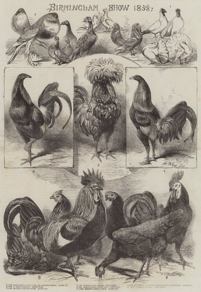 伯明翰秀1858年 作者 Harrison William Weir