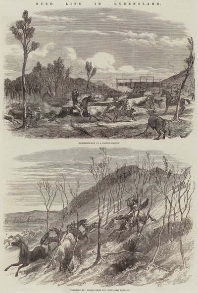 布什生活在昆士兰州 作者 Harrison William Weir