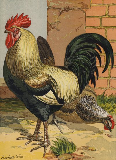彩色 Dorkings (chromolitho) 作者 哈里森·威廉·威尔