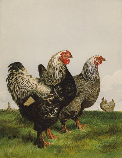 Dark Brahmas (chromolitho) 作者 哈里森·威廉·威尔