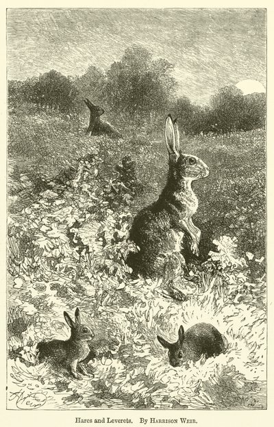Hares和Leverets 作者 Harrison William Weir