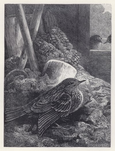 小罗宾安然无恙（版画） 作者 哈里森·威廉·威尔