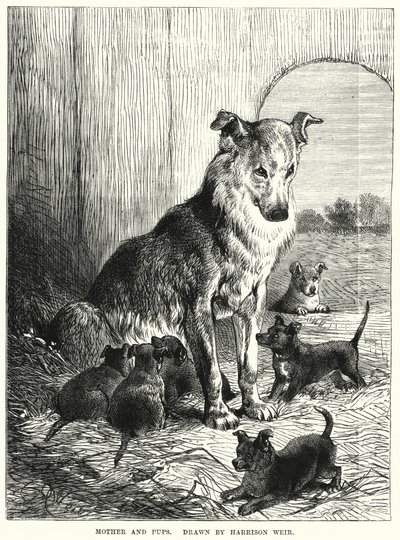 Mother and Pups (engraving) 作者 哈里森·威廉·威尔