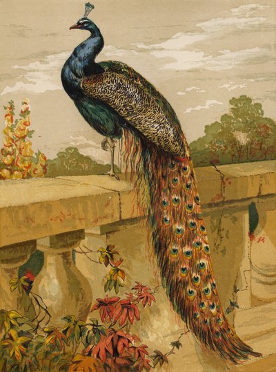 孔雀 (chromolitho) 作者 哈里森·威廉·威尔