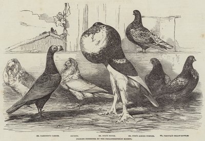 Philoperisteron Society展出的鸽子 作者 Harrison William Weir