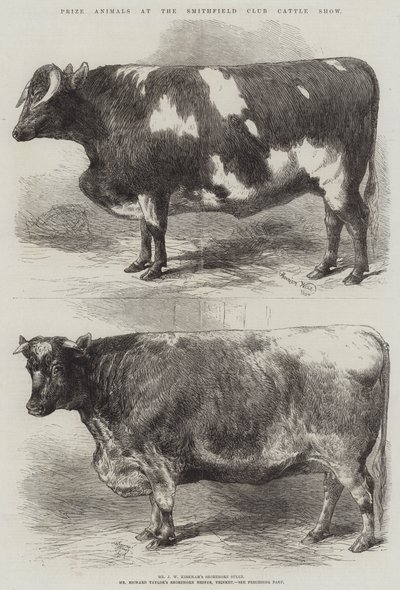 史密斯菲尔德俱乐部牛展上获奖动物 作者 Harrison William Weir