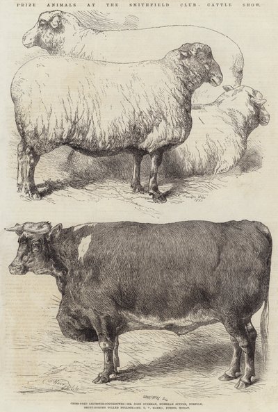 史密斯菲尔德俱乐部牛展上获奖动物 作者 Harrison William Weir
