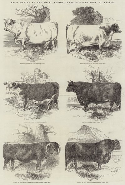 在埃克塞特举行的皇家农业协会展览会上获得牛奖 作者 Harrison William Weir